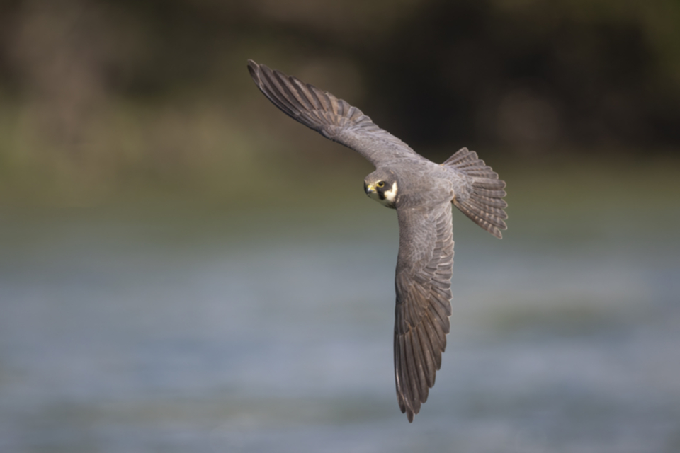 Baumfalke_220427_25.jpg