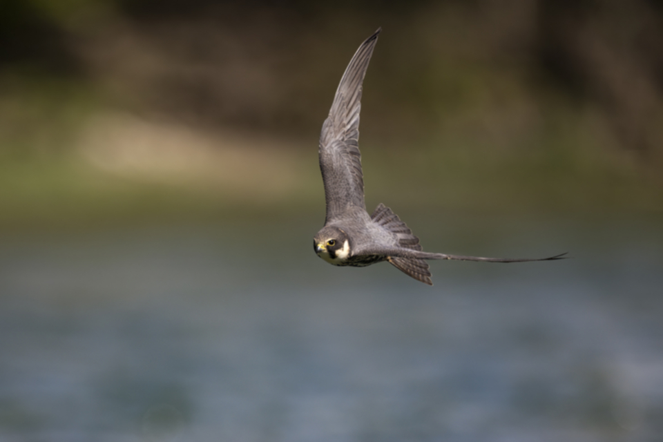 Baumfalke_220427_27.jpg