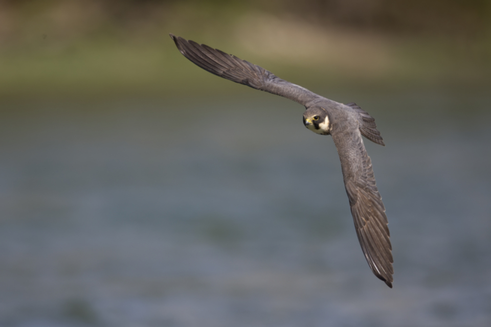 Baumfalke_220427_28.jpg