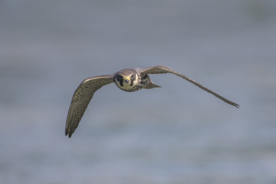 Baumfalke_220427_29.jpg