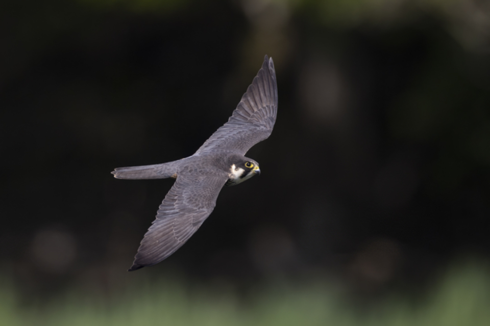 Baumfalke_220507_30.jpg