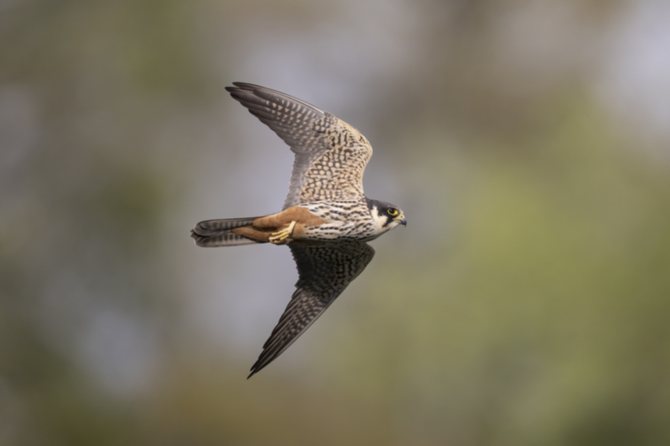 Baumfalke_240429_31.jpg