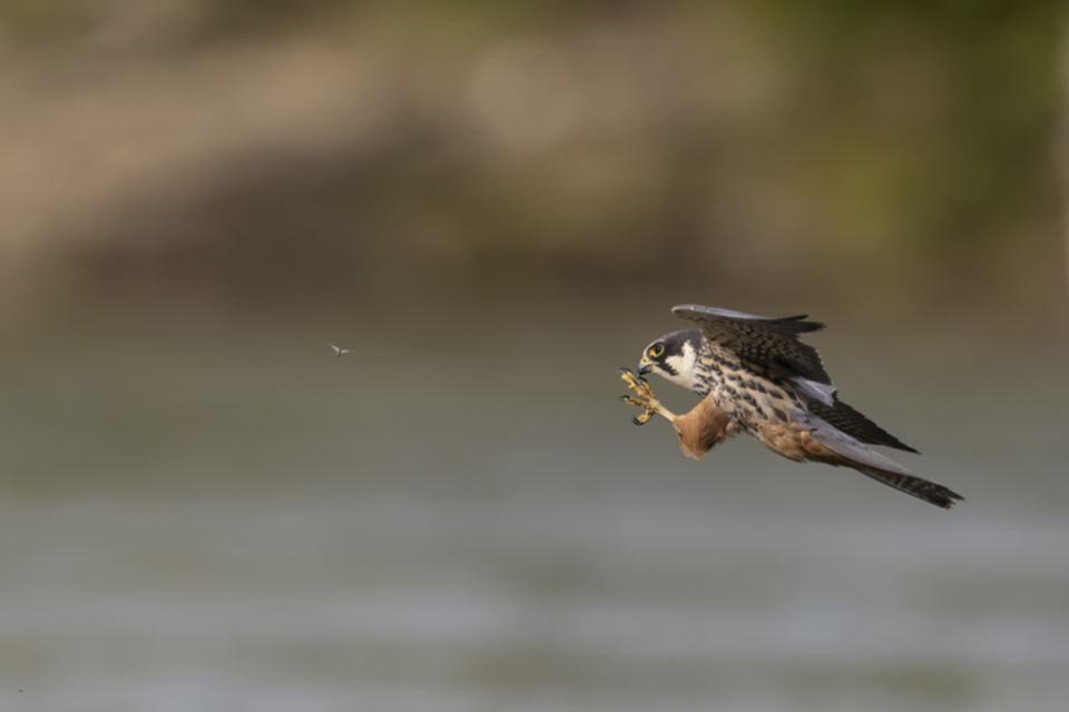 Baumfalke_240429_32.jpg