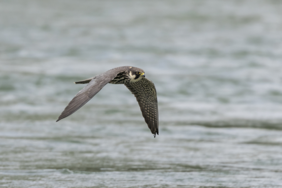 Baumfalke_240502_33.jpg