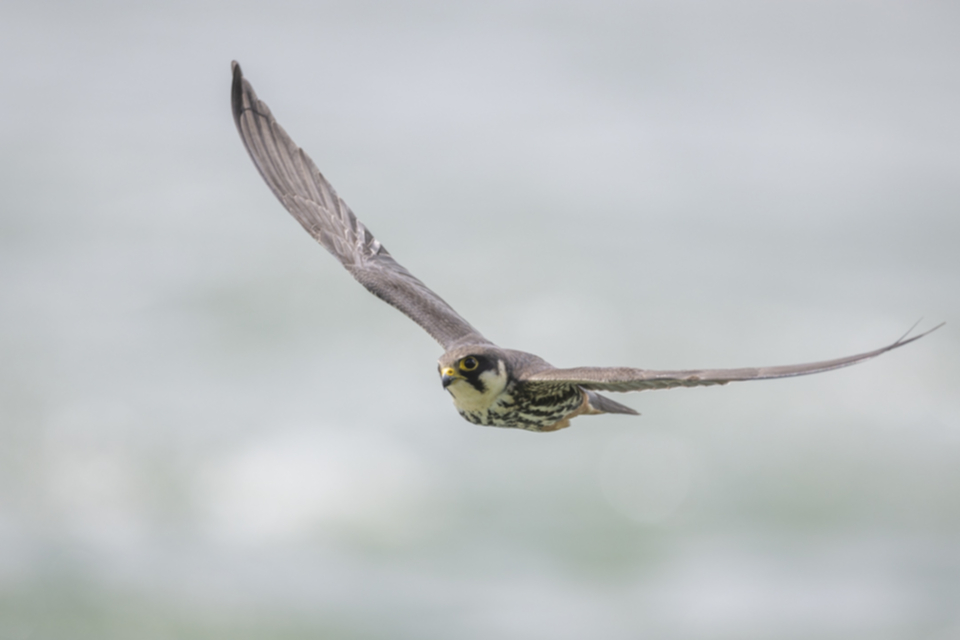 Baumfalke_240503_35.jpg