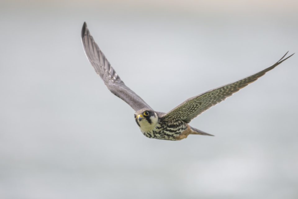 Baumfalke_240503_36.jpg
