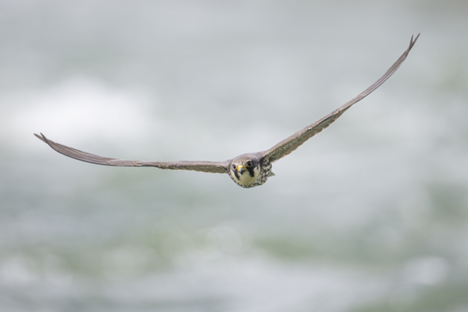 Baumfalke_240503_39.jpg
