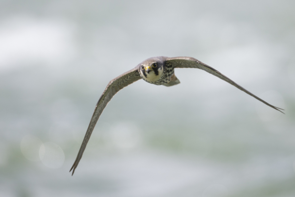Baumfalke_240503_40.jpg