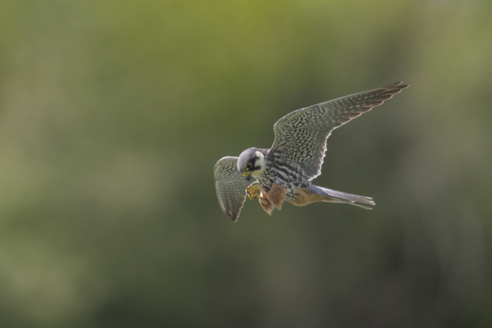 Baumfalke_240503_41.jpg