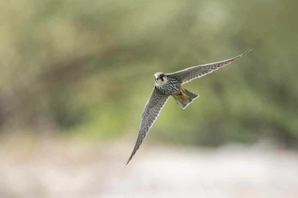 Baumfalke_240503_42.jpg