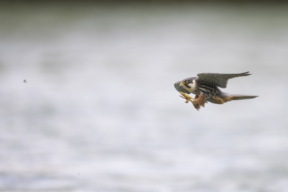 Baumfalke_240503_44.jpg