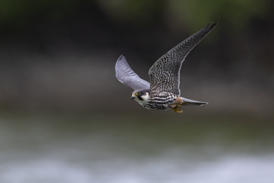 Baumfalke_250425_45.jpg