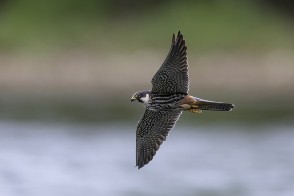 Baumfalke_250425_47.jpg