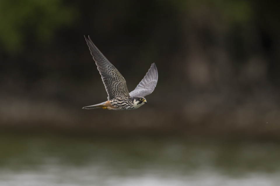 Baumfalke_250425_48.jpg