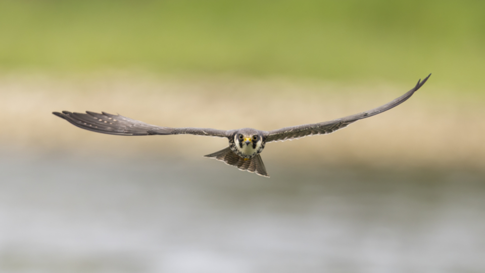 Baumfalke_250425_49.jpg