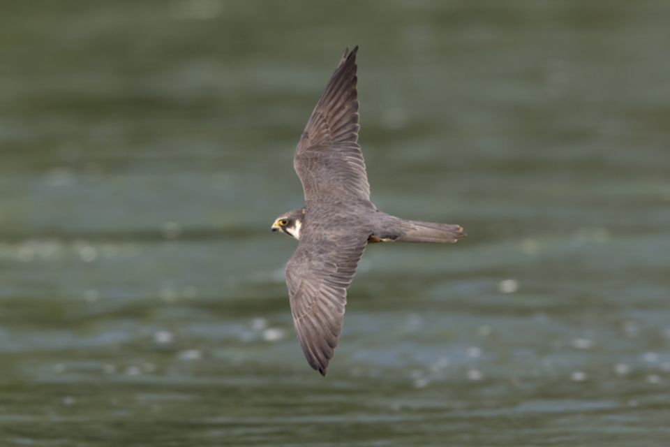 Baumfalke_170510_02.jpg