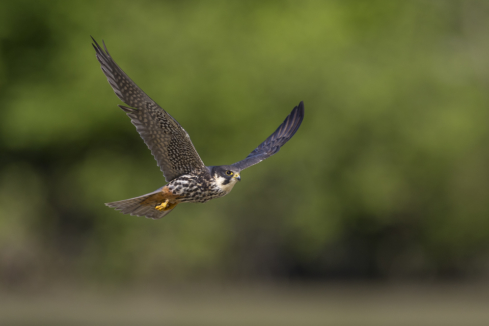 Baumfalke_200506_06.jpg