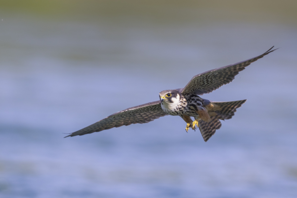 Baumfalke_210505_15.jpg