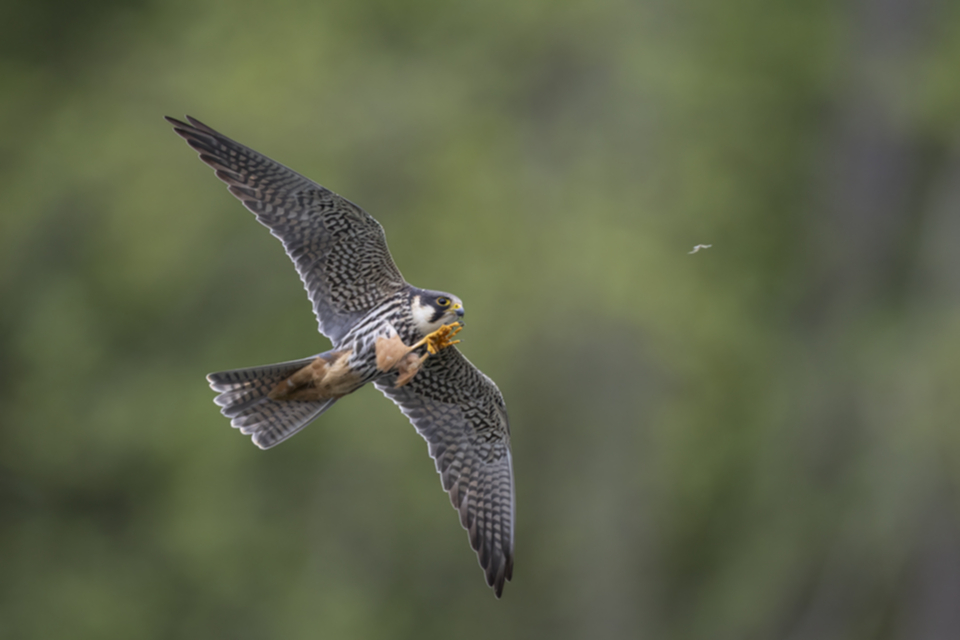 Baumfalke_250425_50.jpg