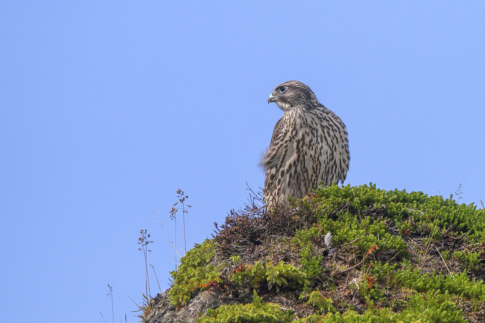 Gerfalke_juv_100716_01.jpg