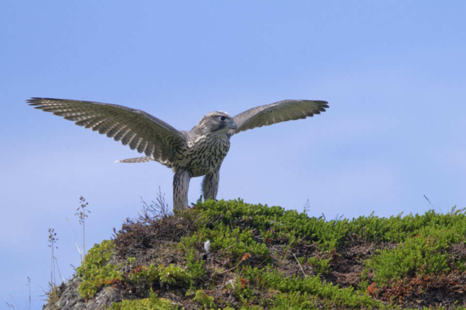 Gerfalke_juv_100716_02.jpg