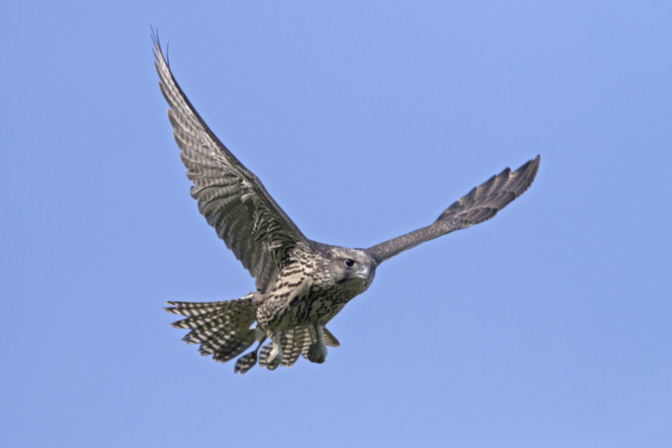 Gerfalke_juv_100716_03.jpg