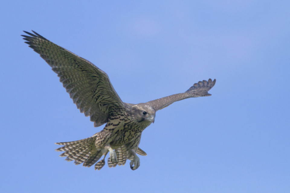 Gerfalke_juv_100716_04.jpg