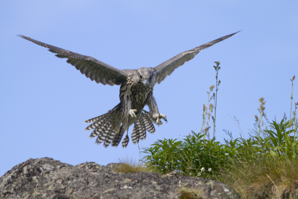 Gerfalke_juv_100716_06.jpg