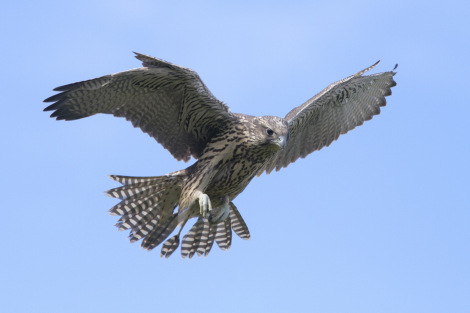 Gerfalke_juv_100716_05.jpg
