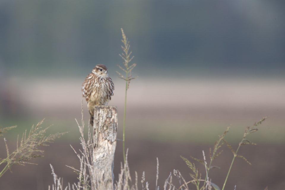 Merlin_141009_02.jpg