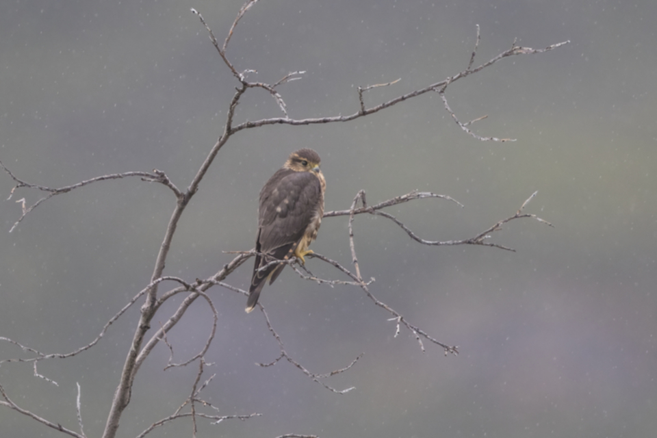 Merlin_160731_04.jpg