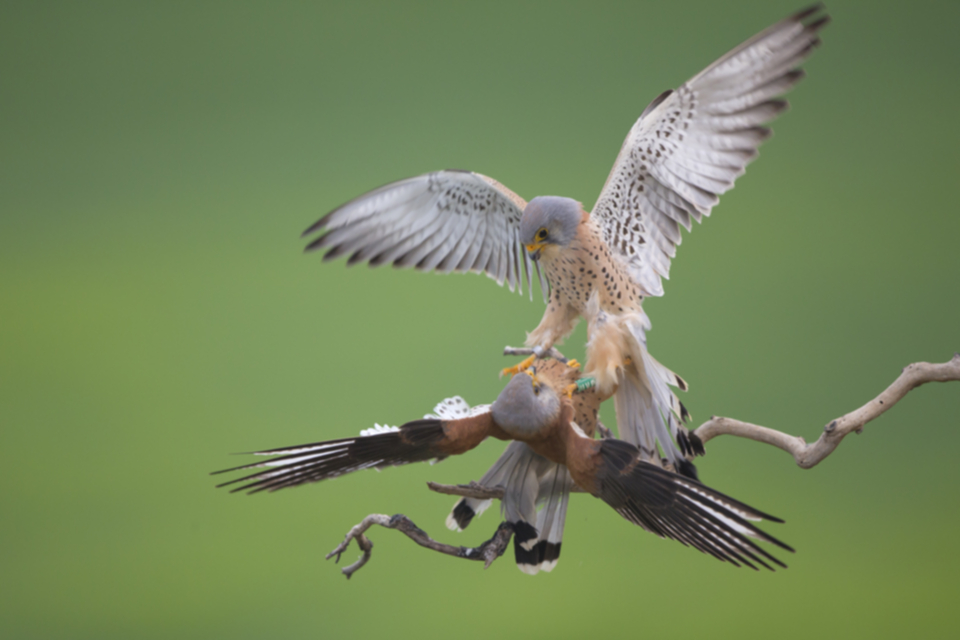 Roetelfalke_140413_01.jpg