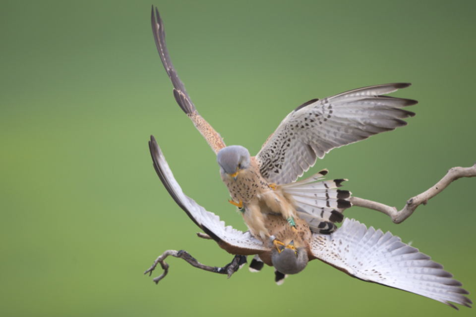 Roetelfalke_140413_02.jpg