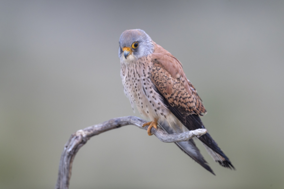 Roetelfalke_190426_03.jpg