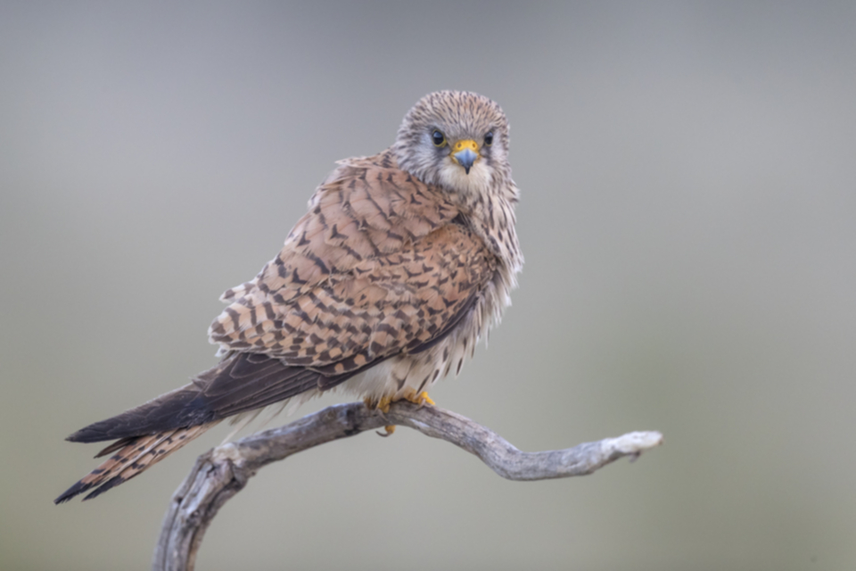 Roetelfalke_190426_04.jpg