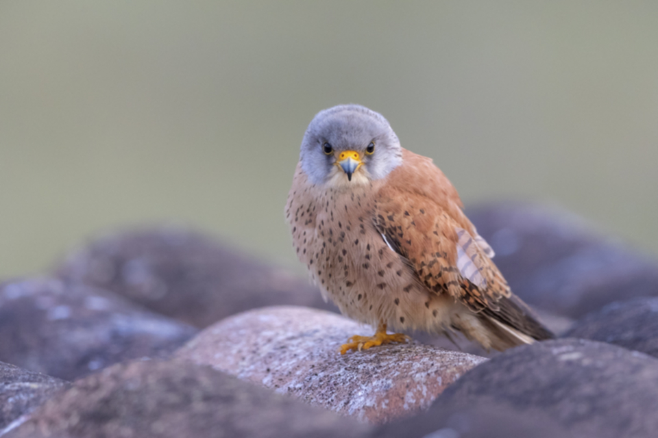 Roetelfalke_190426_05.jpg