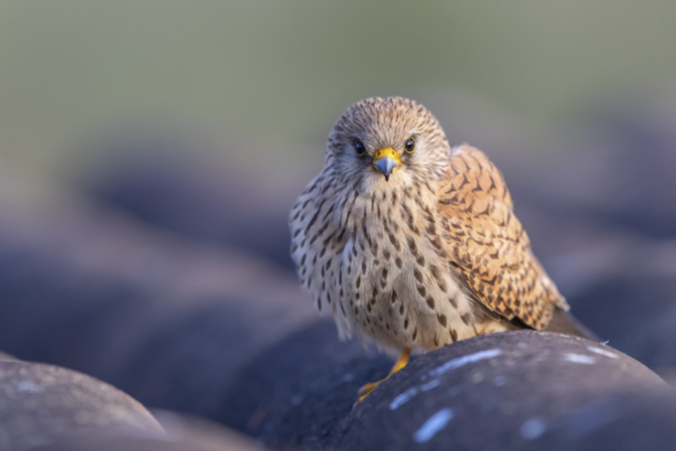 Roetelfalke_190426_07.jpg