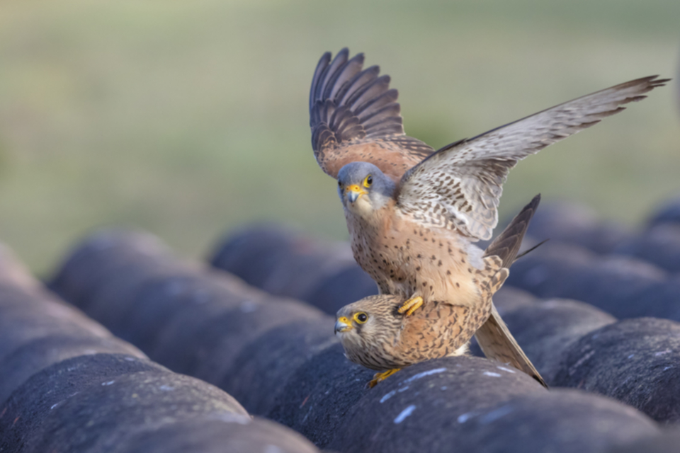 Roetelfalke_190426_08.jpg