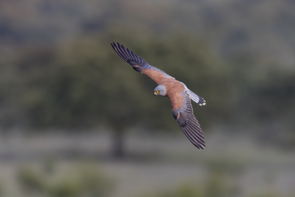 Roetelfalke_190426_09.jpg