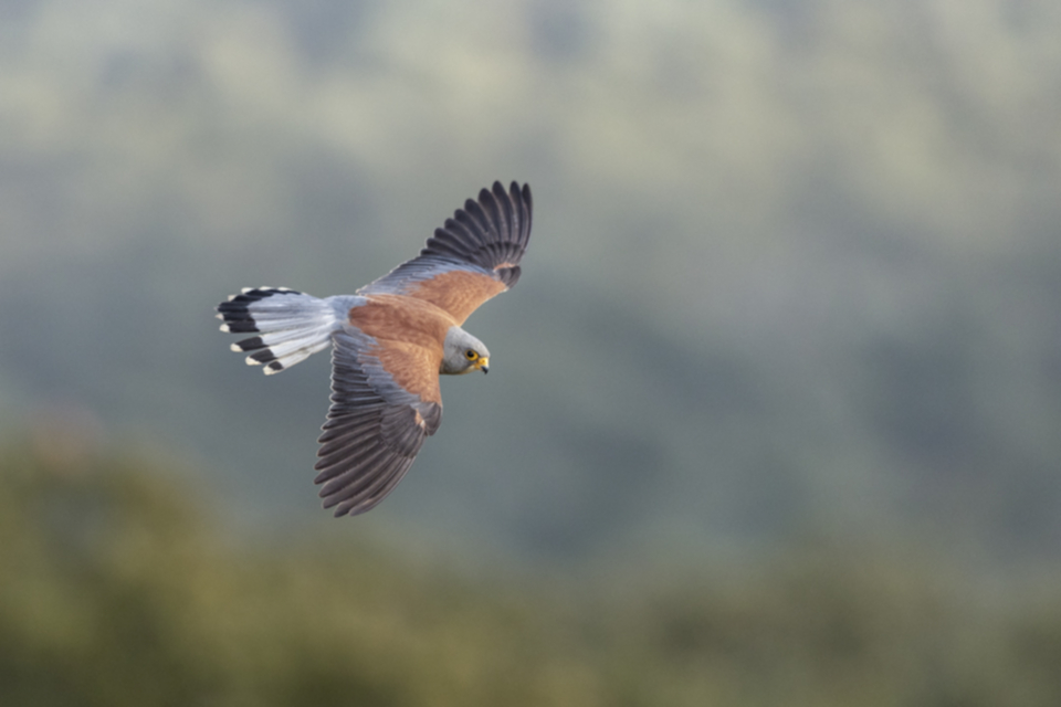 Roetelfalke_190426_10.jpg