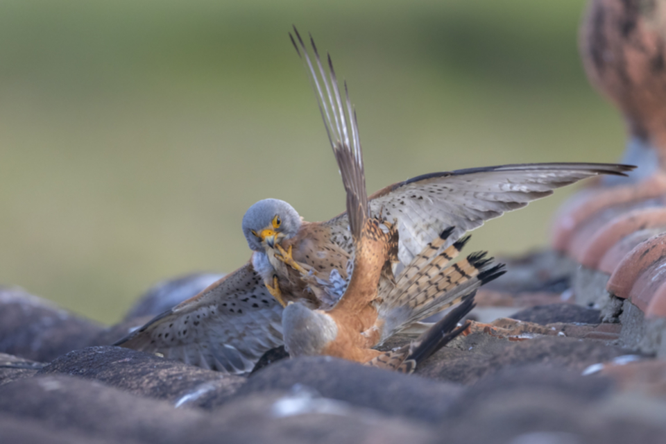 Roetelfalke_190426_11.jpg