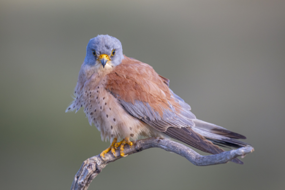 Roetelfalke_190426_12.jpg