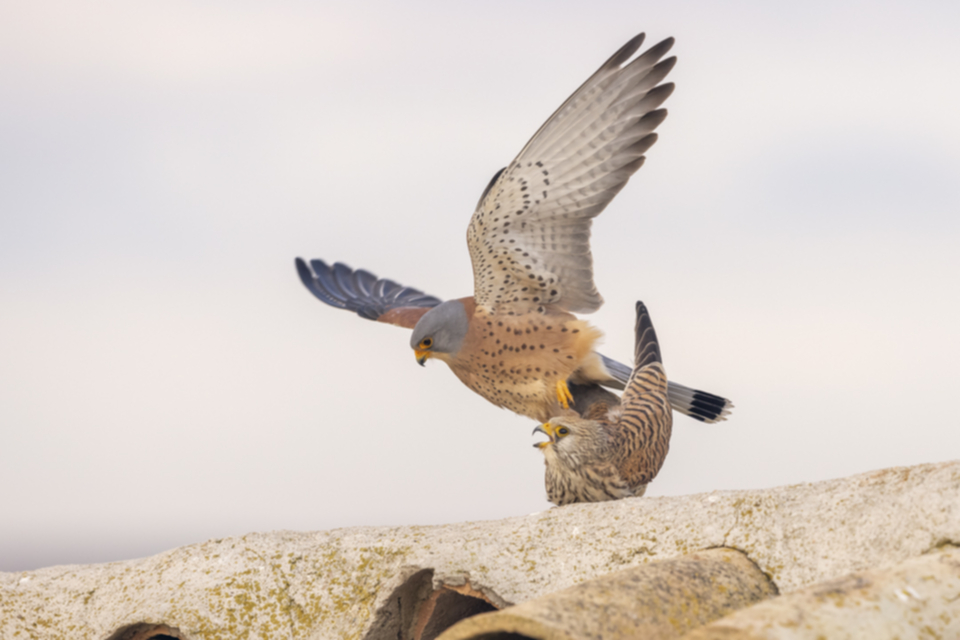 Roetelfalke_210416_16.jpg