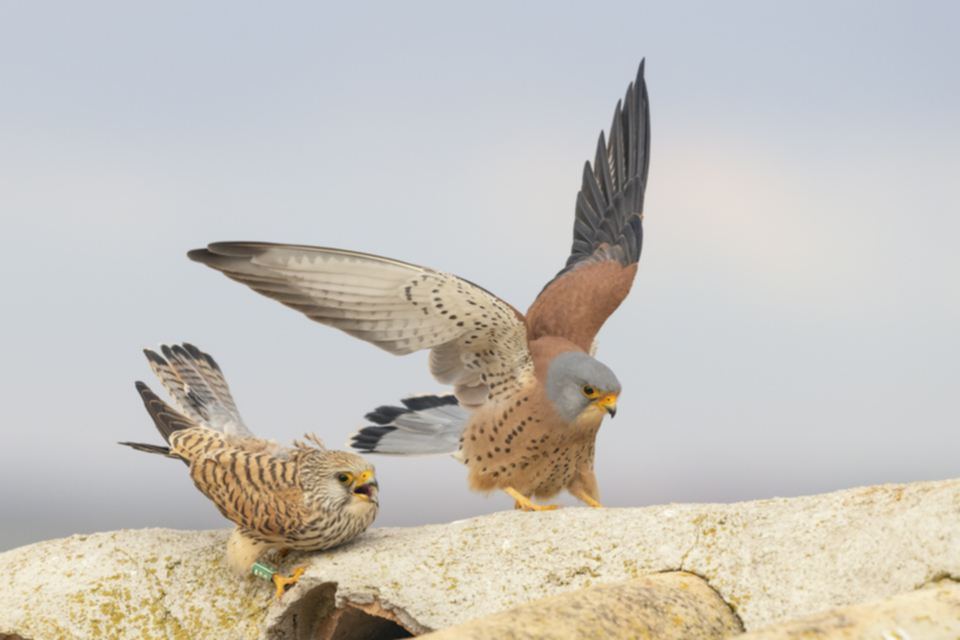 Roetelfalke_210416_15.jpg