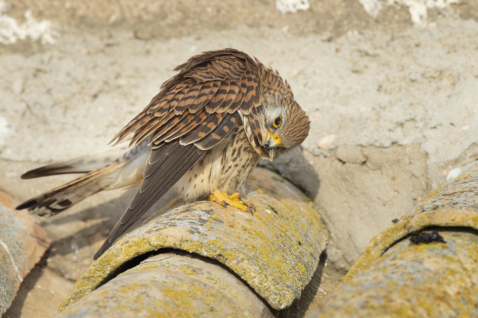 Roetelfalke_210416_17.jpg