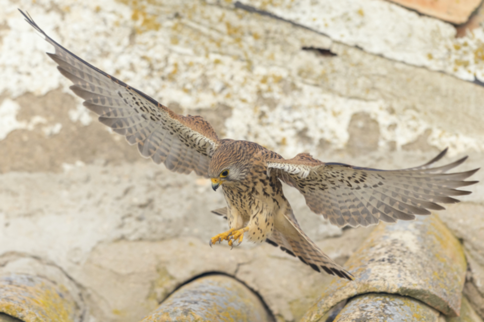 Roetelfalke_210416_18.jpg