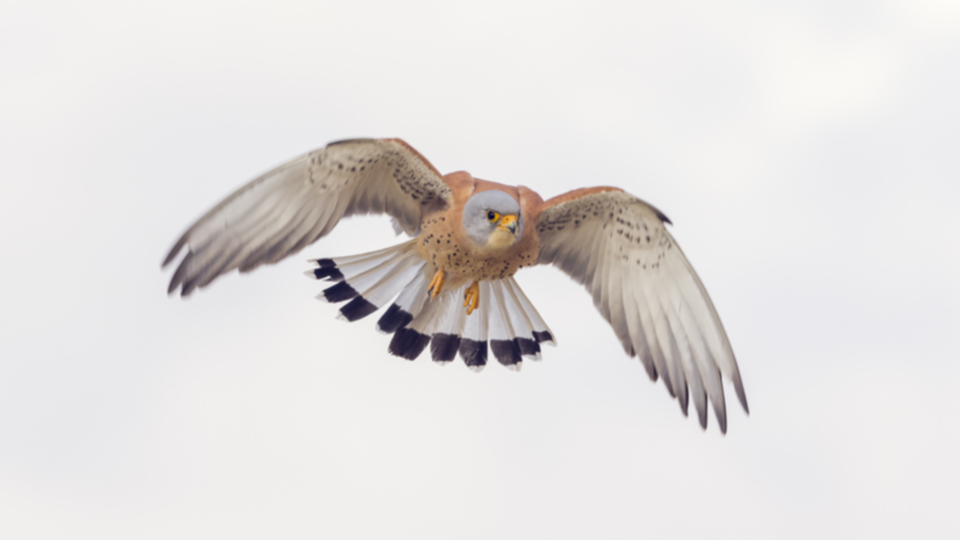 Roetelfalke_210416_19.jpg