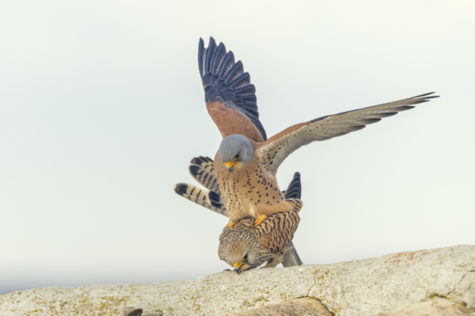 Roetelfalke_210416_20.jpg