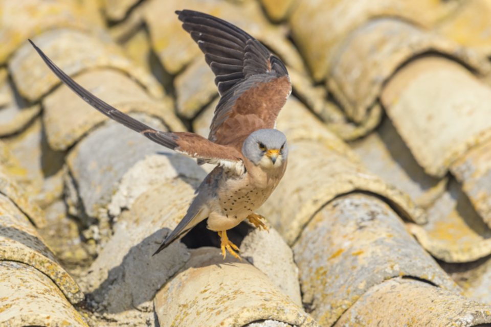Roetelfalke_210416_21.jpg