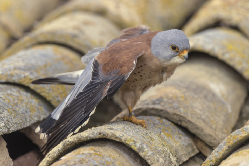 Roetelfalke_210416_22.jpg
